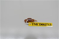 藏品(絨毛近方蟹)的圖片